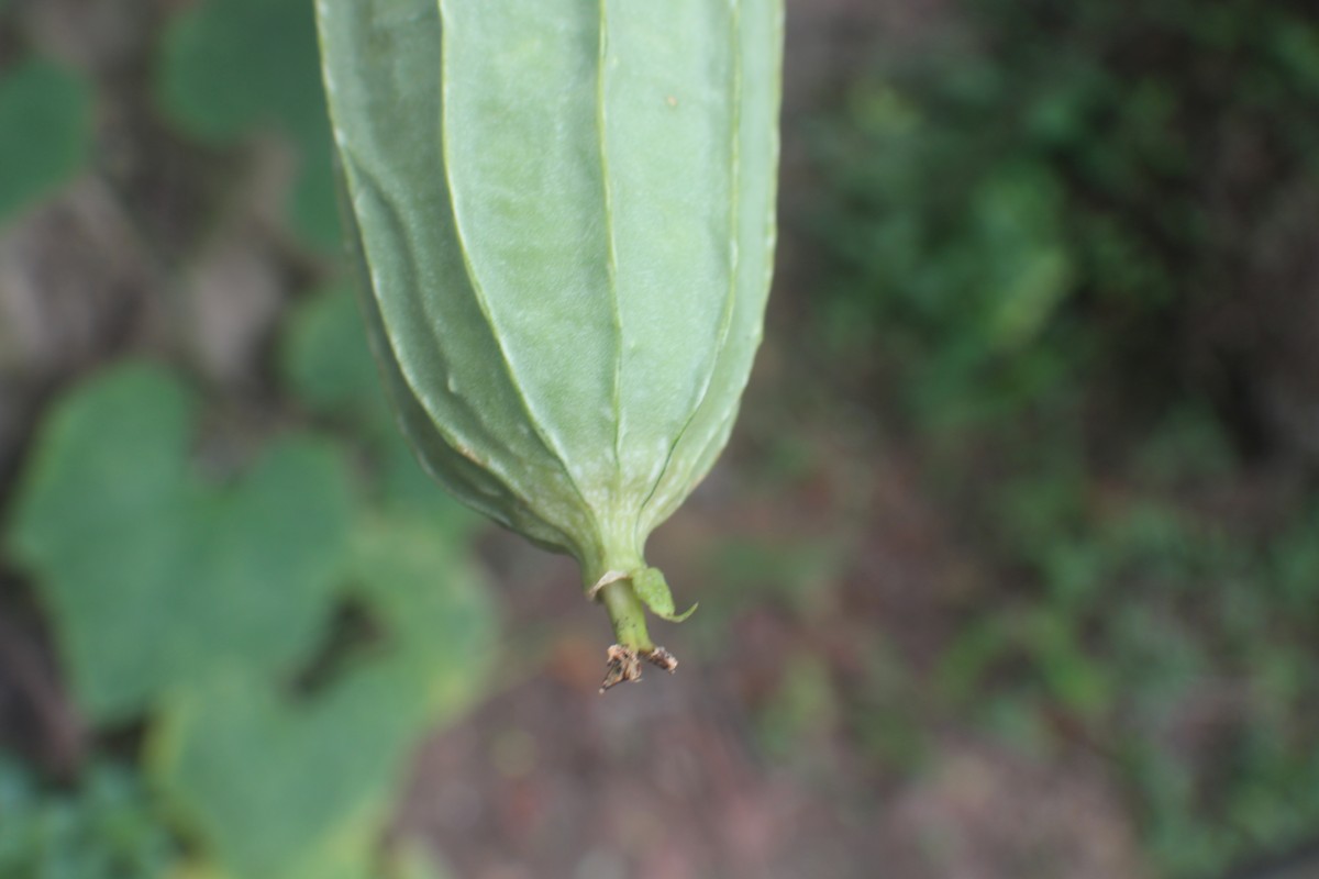 Luffa acutangula (L.) Roxb.